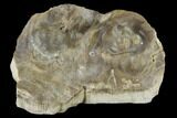 Fossil Oyster (Inocerasmus) Shell Section With Pearls - Kansas #114033-2